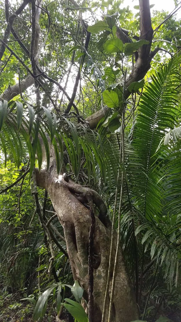 Lower Dover Field Station & Jungle Lodge