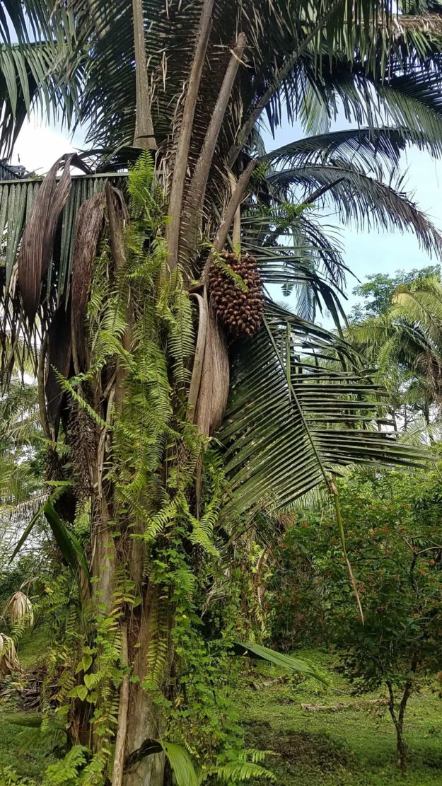 Lower Dover Field Station & Jungle Lodge
