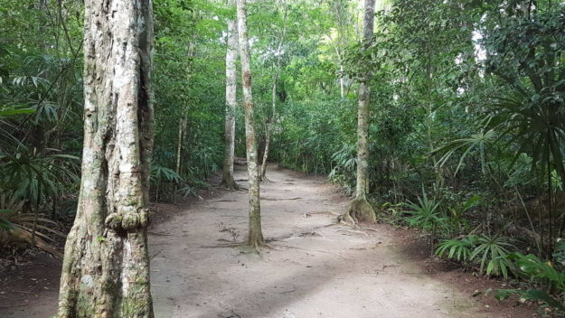 Tikal Ancient City