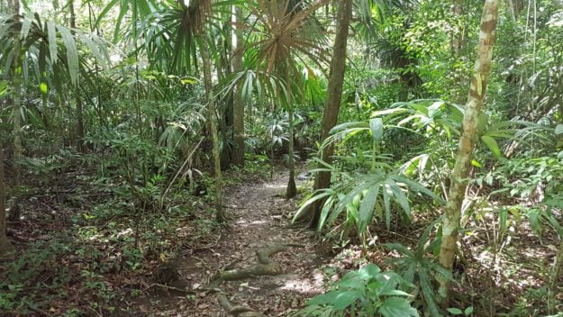 Tikal Ancient City